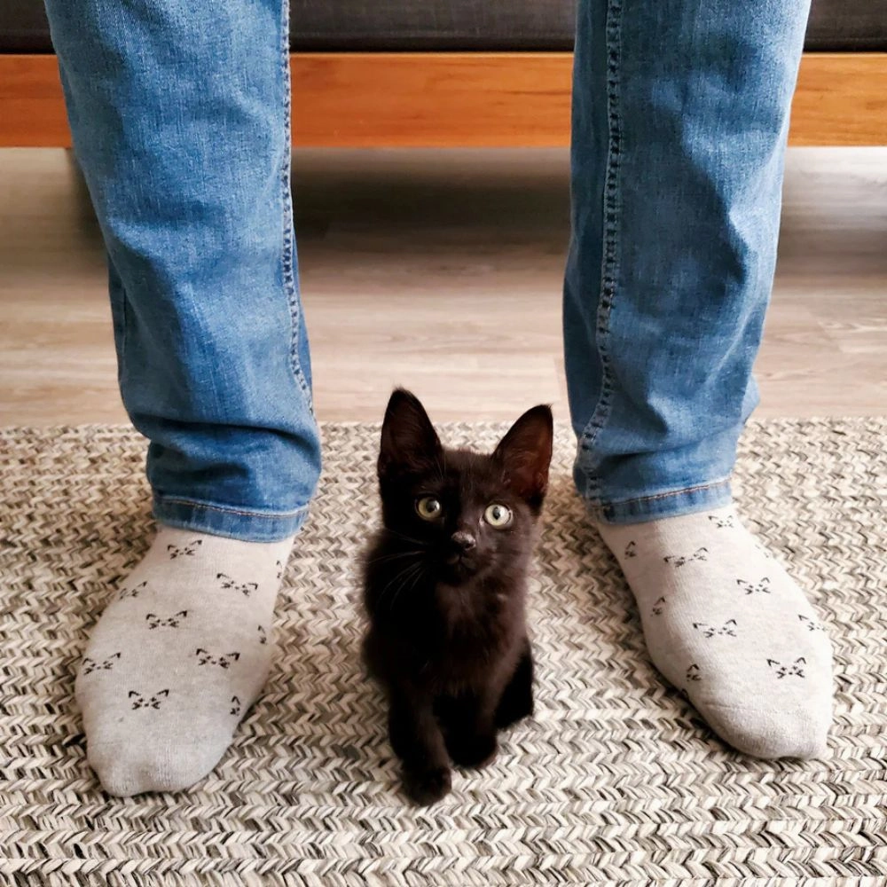 Exclusive Online Discount Clearance Sale Socks That Save Cats - Clever Kittens